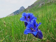 20 Gentiana acaulis (Genziana di Koch)